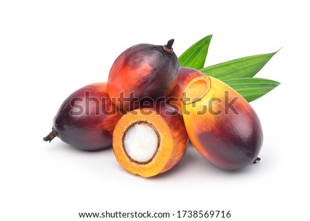 Group of Freshly Oil Palm seeds and cut in half with green leaf isolated on white background. Royalty-Free Stock Photo #1738569716