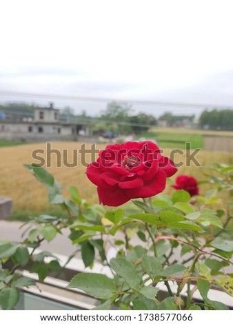 Close up of a beautiful red rose with background of Punjabi farm in India in morning  time