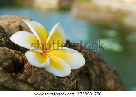 Frangipani Plumeria flower with natural background. Spa, zen, health, relaxation concept.