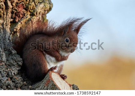 Eurasian red squirrel in spring on a oak tree