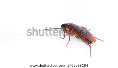 cockroach isolated on white background.