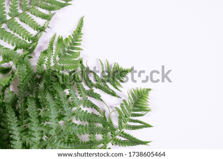 carved branches of green fern on the wall on a gray background