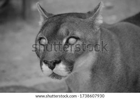 Black white photo of the blind puma