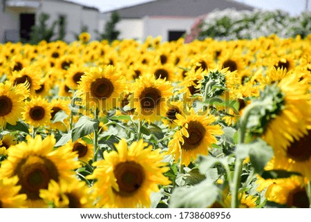 Yellow Sunflowers Field and Farming