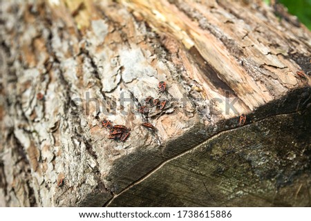 Bedbug soldier on the bark of a sawn tree