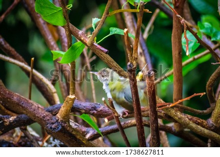 A little young common tailor-bird sitting on a branch of a tree 