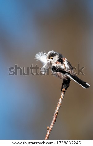 long tailed tit posing on a branch with a feather in the beak while nesting - beautiful light and background - wildlife photography