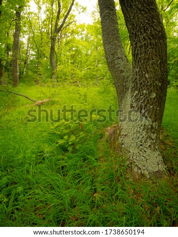 Spring in the forest, Apuseni Mountains