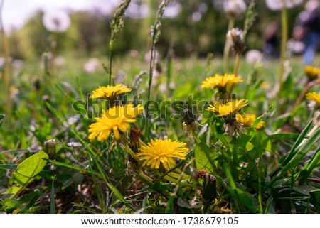 Dandelions with a yellow buds. Yellow flowers growing in the ground.  