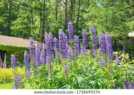 Lupinus, lupin, lupine field with blue flowers. Bunch of lupines summer flower background. Blooming lupine flowers. A field of lupines. Violet spring and summer flowers. nature concept