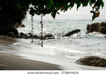 Seashells hanging from a tree on a beach. Summer detail. Shore, beach, ocean walk. Nature outdoors
