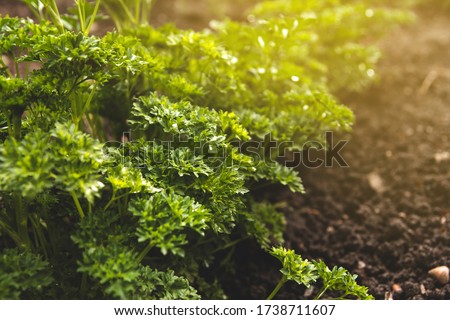 Bushes of fresh juicy parsley in the garden. Curly parsley. Royalty-Free Stock Photo #1738711607