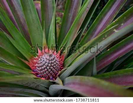 closeup of a spouting Pineapple plant in a local farmland in West Africa