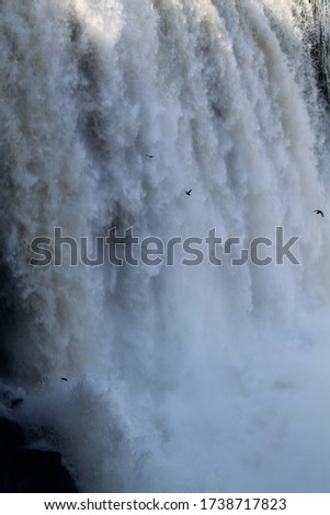 Birds flying over a waterfall in Iguazu, Brasil.