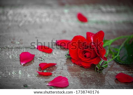 Crimson red rose on a wood table with dew drops