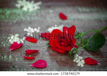 Crimson red rose on a wood table with dew drops