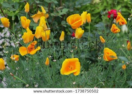 Closeup picture of beautiful yellow poppies outdoor