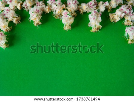 Flower composition. Border of horse chestnut flowers (Aesculus hippocastanum) on a green paper background. Free space.