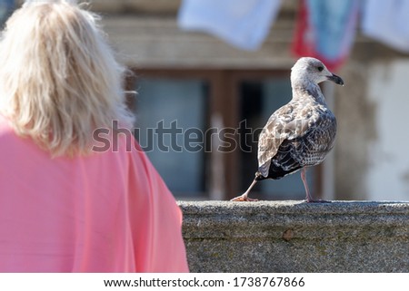 Beautiful seagull poses for tourists against historic city center of Porto, Portugal