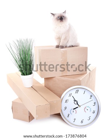 Beautiful cat with boxes isolated on white