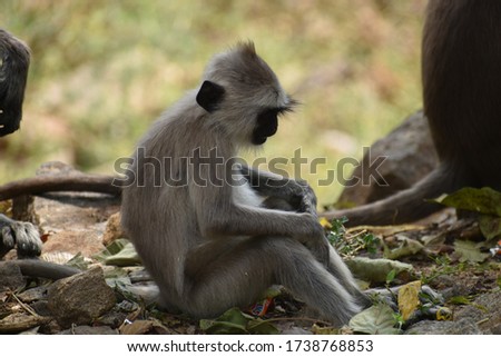 Baby little monkeys playing on the tree