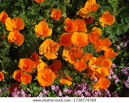 Flowers : escholtzia ; poppy from California