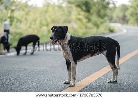 Stray dogs live on the roads in the forest Dirty and hungry, waiting for food.
