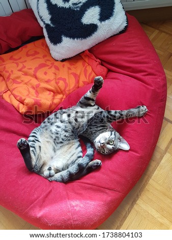 Cute young cat lying in a red beanbag. The kitten is a mixture out of a Siamese cat and a bengal cat. 