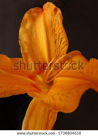 Close up of fresh tiger lily flower