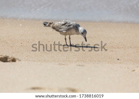 Bird on the beach on a sunny day