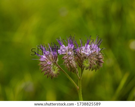 Wild purple flowers on the field. Pollination of flowers. A place to relax under the city. Flowers on a green background. Spring in the field.