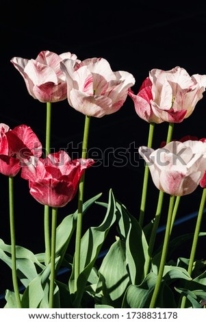 A group of blooming pink tulips in a flower pot.