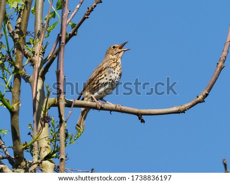 Song thrush, Turdus philomelos, single bird singing on branch, Warwickshire, May 2020 Royalty-Free Stock Photo #1738836197