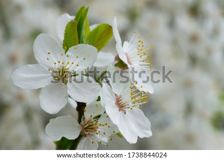 Close-up picture of white cherry flower. Blooming  flowers of cherry tree.