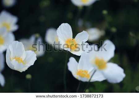 White poppies in the garden close up