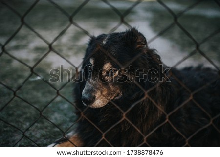Sad lonely brown dog looking in shelter waiting for adopt
