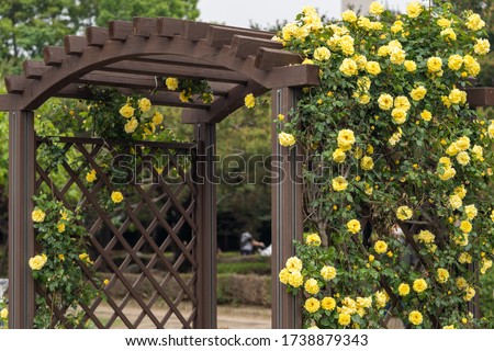 Rose gate with yellow roses Royalty-Free Stock Photo #1738879343