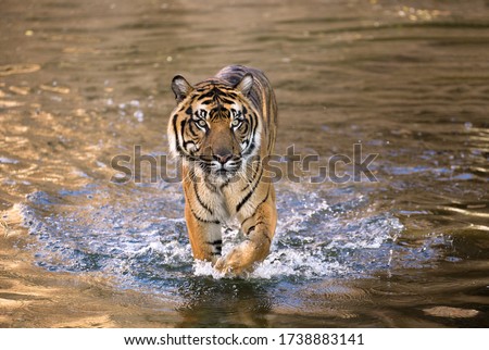 Malayan tiger male walk in water at the shore of lake Kenyir in Taman Negara National Park at sunset. Evening scene from Malaysia wilderness with wet tiger in foamy water. Panthera tigris jacksoni Royalty-Free Stock Photo #1738883141