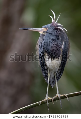 A tricolored heron in Florida 