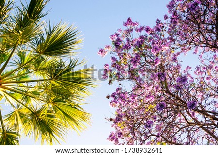 Branches with palm leaves and opposite a branch of purple begonia, the picture was taken from below against the sky