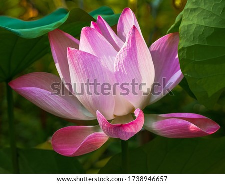 Beautiful blooming pink waterlily or lotus flower in pond