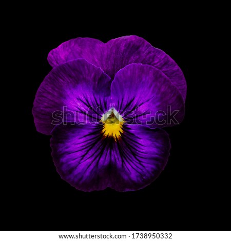 Pansy flower or spring garden viola tricolor isolated on black background. Flower arrangement and floral design.