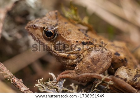Brown frog (disambiguation) in the forest