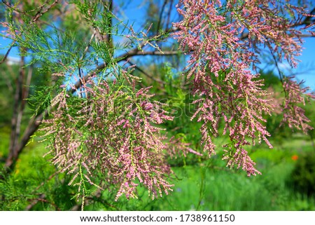 tamarisk tree branch with blooming flowers