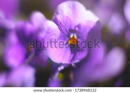 purple pansy flower close up