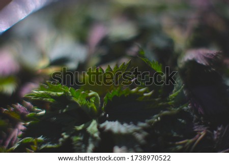close up of nettle/ urtica green leaves