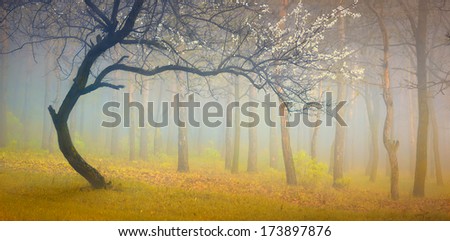 Vintage picture with flowering tree in the misty spring forest