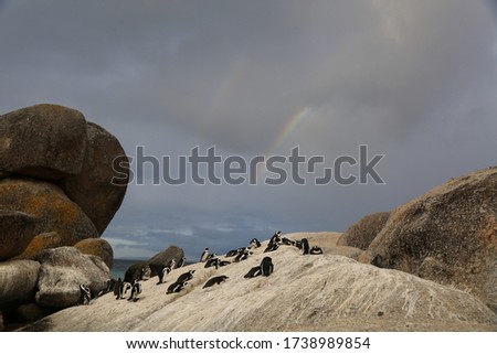 Penguins on Rock Underneath Rainbow
