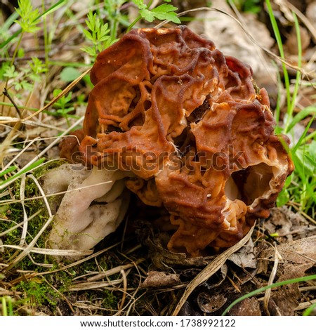 Morels - an edible mushroom growing in a forest in the grass. Spring mushrooms are harvested in the forest. Russian forest and mushrooms.