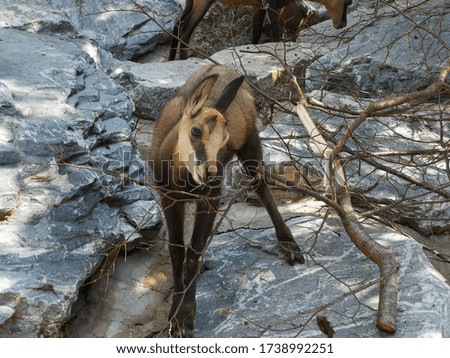 Curious chamois on stones and rocks, with a tree without leaves looking directly into the camera.